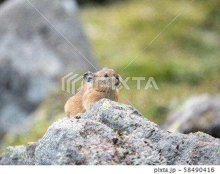 大雪山 ナキウサギ 野生動物 58490416