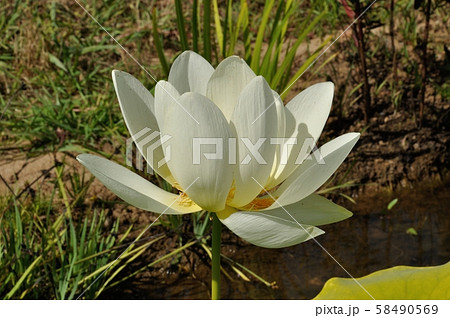 Lotus flowers in a pond 58490569