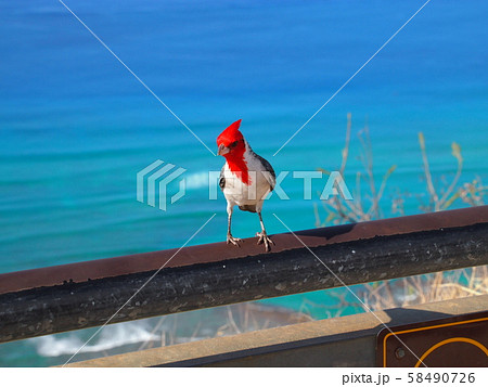コウカンチョウ(カーディナル) コウカンチョウ(カーディナル) 58490726