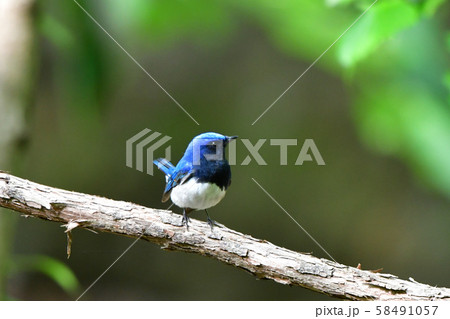 オオルリ雄 58491057