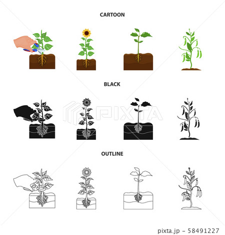 Isolated object of plant and bean sign. Collection of plant and process stock symbol for web. Isolated object of plant and bean sign. Collection of plant and process stock symbol for web. 58491227