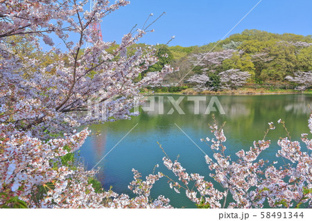 【神奈川県】三ツ池公園の桜(さくら名所100選) 【神奈川県】三ツ池公園の桜(さくら名所100選) 58491344
