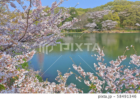 【神奈川県】三ツ池公園の桜（さくら名所100選） 58491346