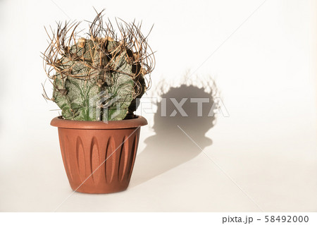 Cactus with large thorns and its shadow on white Cactus with large thorns and its shadow on white 58492000