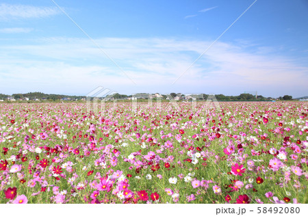 コスモス　栃木県益子町 58492080