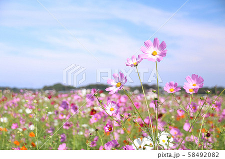 コスモス　栃木県益子町 58492082