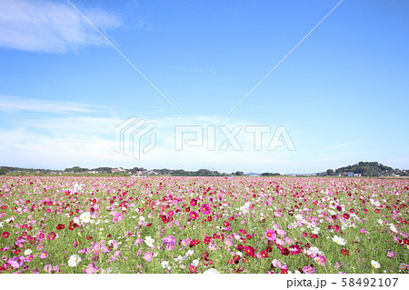 コスモス 栃木県益子町 コスモス 栃木県益子町 58492107