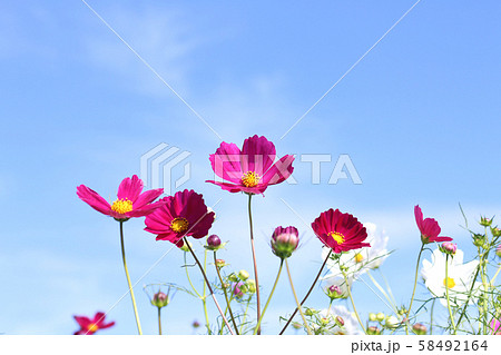 コスモス　栃木県益子町 58492164