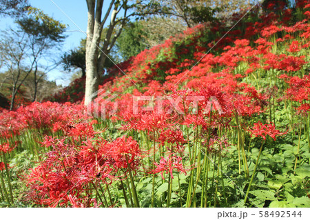 彼岸花　栃木県茂木町　城山公園 58492544