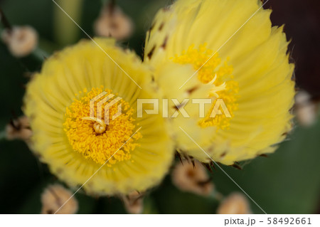 青般若錦の黄色い花 58492661
