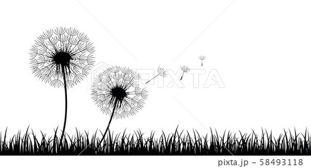 two dandelion silhouette with flying seeds on meadow 58493118