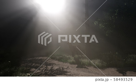 Deer Female in Forest in Fog Deer Female in Forest in Fog 58493529