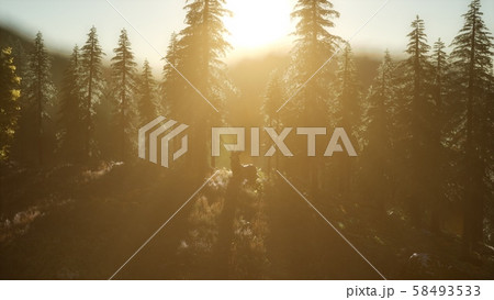 Deer Male in Forest at Sunset 58493533