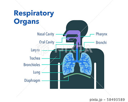 英語で各部位の名称が記載された呼吸器官のシンプルなイラストのイラスト素材