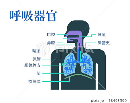 日本語で各部位の名称が記載された呼吸器官のシンプルなイラストのイラスト素材