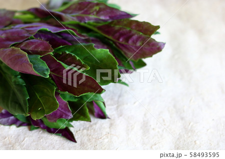 ハンダマ 58493595