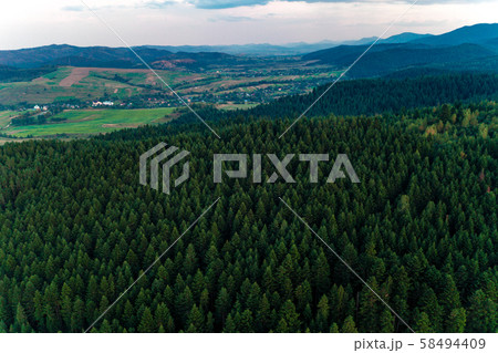 Spruce forest of the Ukrainian Carpathians, top 58494409