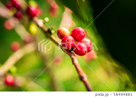 Coffee beans ripening, fresh coffee,red berry branch 58494881