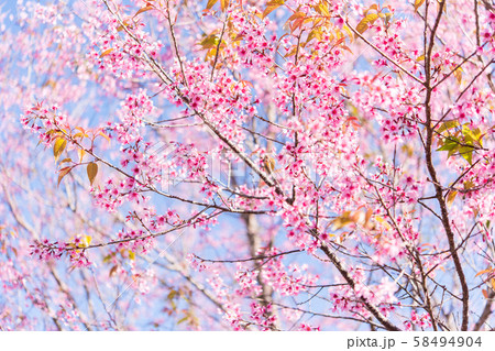 The wild himalayan cherry blossom in Thailand The wild himalayan cherry blossom in Thailand 58494904