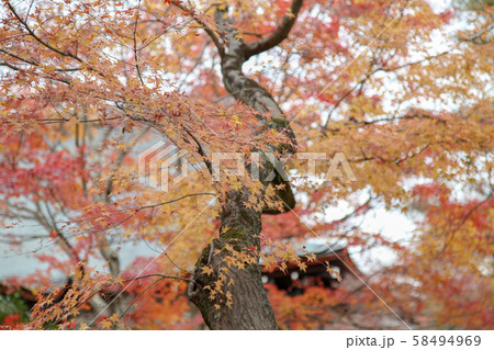 The Leaves color change in tofukuji temple at The Leaves color change in tofukuji temple at 58494969