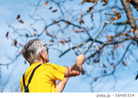 Man punching autumn leaves from the tree 58495354