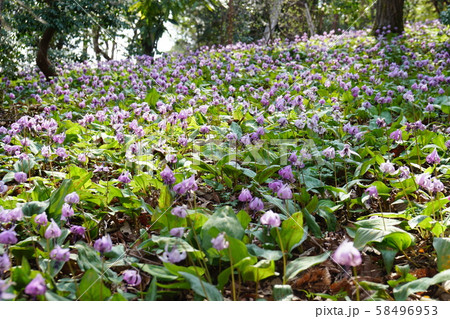 カタクリ   Katakuri (Dogtooth violet)  58496953
