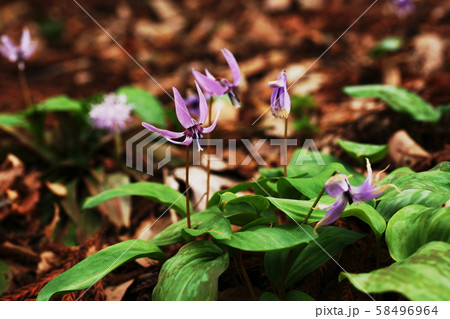 カタクリ   Katakuri (Dogtooth violet)  58496964