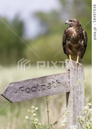 Common Buzzard perched on a Footpath post Common Buzzard perched on a Footpath post 58497038