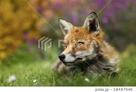 Close up of a red fox in a garden Close up of a red fox in a garden 58497046