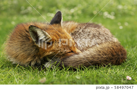 Close up of a red fox sleeping in grass 58497047