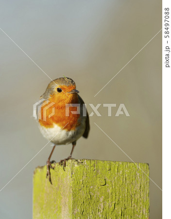 Close up of a garden bird European Robin Close up of a garden bird European Robin 58497088