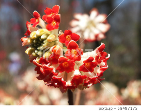 アカバナミツマタ Oriental paperbush アカバナミツマタ Oriental paperbush 58497175