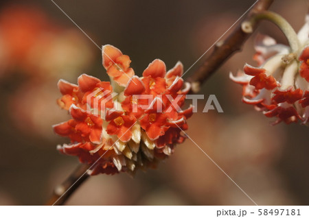 アカバナミツマタ Oriental paperbush アカバナミツマタ Oriental paperbush 58497181