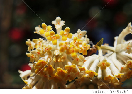 ミツマタ　Oriental paperbush  58497264