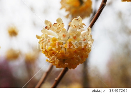 ミツマタ　Oriental paperbush  58497265