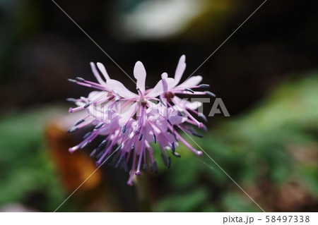 ショウジョウバカマ Heloniopsis orientalis ショウジョウバカマ Heloniopsis orientalis 58497338