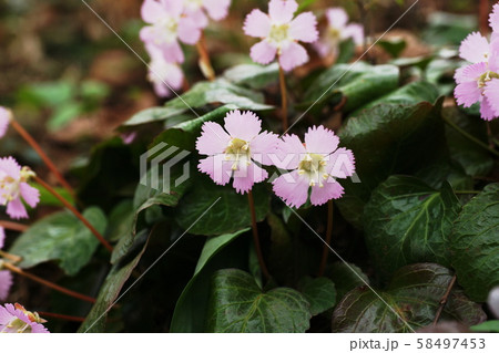 イワウチワ Nippon Bells イワウチワ Nippon Bells 58497453
