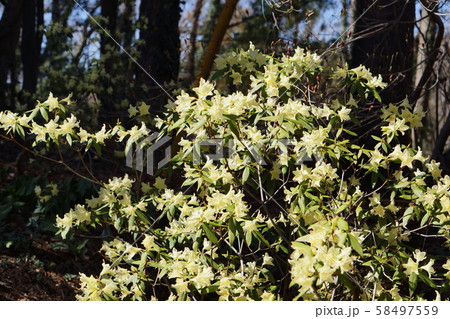 ヒカゲツツジ　Rhododendron keiskei Miq. 58497559