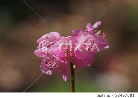 ヒカゲツツジ Rhododendron mucronulatum var. ciliatum ヒカゲツツジ Rhododendron mucronulatum var. ciliatum 58497681