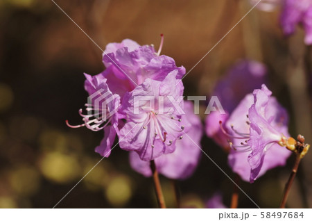 ヒカゲツツジ　　Rhododendron mucronulatum var. ciliatum 58497684