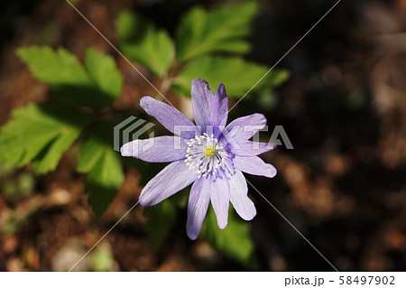 キクザキイチゲ 　Anemone pseudoaltaica H.Hara 58497902