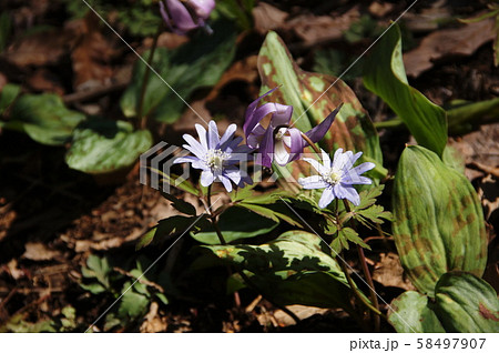 キクザキイチゲ 　Anemone pseudoaltaica H.Hara 58497907