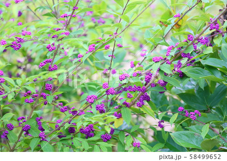 ムラサキシキブの実 ムラサキシキブの実 58499652