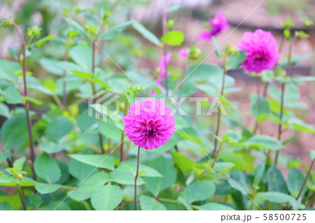 ダリアの花 ダリアの花 58500725