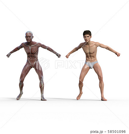 男性　解剖　筋肉　３DCG　イラスト素材 58501096