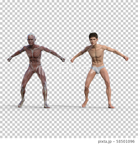 男性　解剖　筋肉　３DCG　イラスト素材 58501096