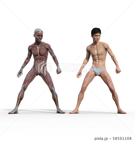 男性 解剖 筋肉 3dcg イラスト素材のイラスト素材 男性 解剖 筋肉 3dcg イラスト素材のイラスト素材