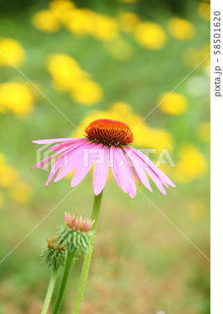 初夏から秋の花、ピンクのエキナセア 初夏から秋の花、ピンクのエキナセア 58501620
