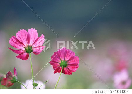 コスモス5055 58501808