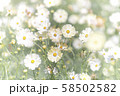 ホワイトコスモス 58502582